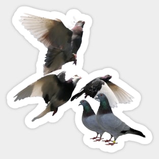 Pigeons Sticker